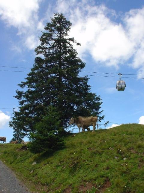 Švýcarsko 2004 > DSC02957