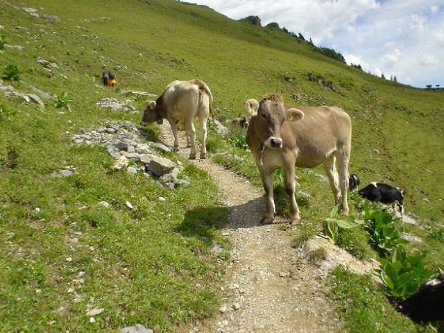 Švýcarsko 2004 > DSC03056