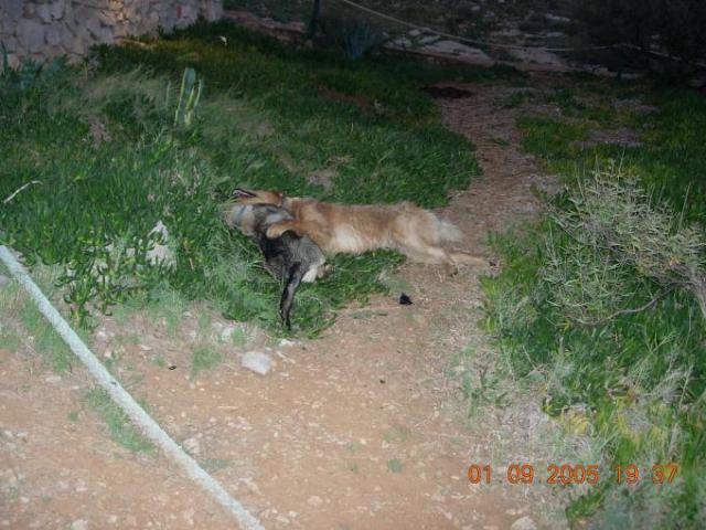 Chorvatsko, jachta, srpen 2005 > jach 237