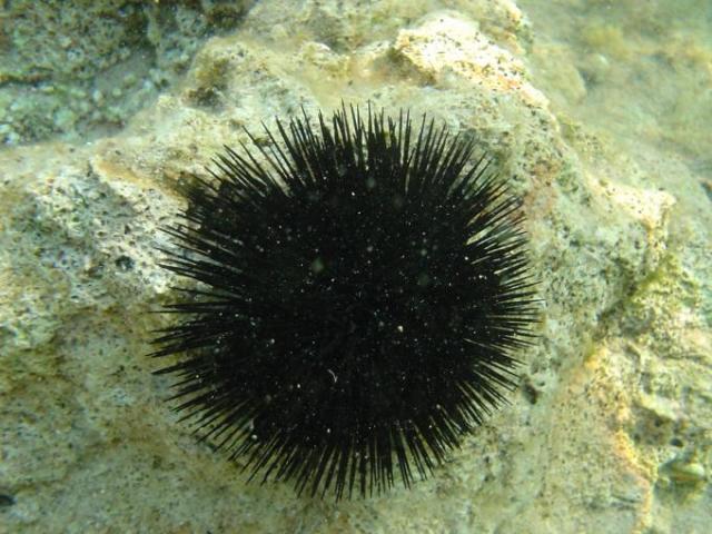 Chorvatsko, jachta, srpen 2005 > jach 346