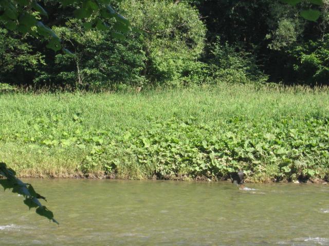 Slovensko, červenec 2006 > voda (177)