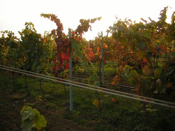 Morava, Znojmo, září 2007 > kola-zamek-sklipek (19)